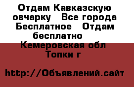 Отдам Кавказскую овчарку - Все города Бесплатное » Отдам бесплатно   . Кемеровская обл.,Топки г.